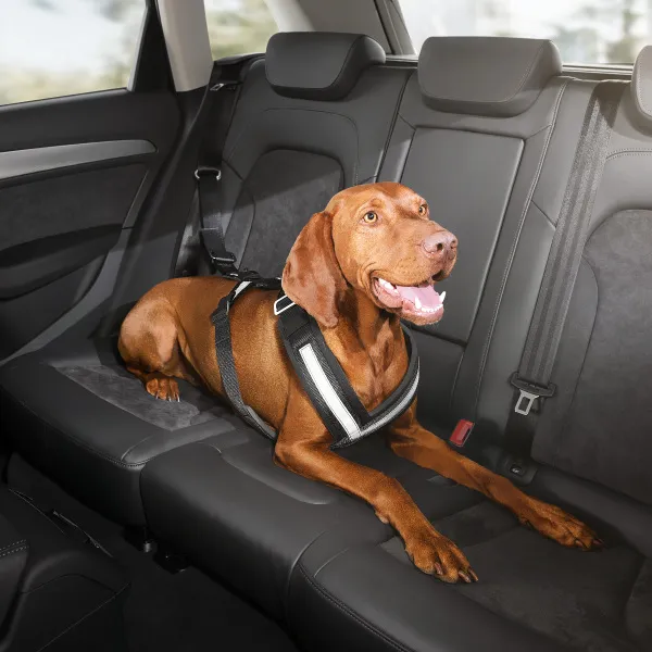 CEINTURE DE SÉCURITÉ POUR CHIEN AUDI