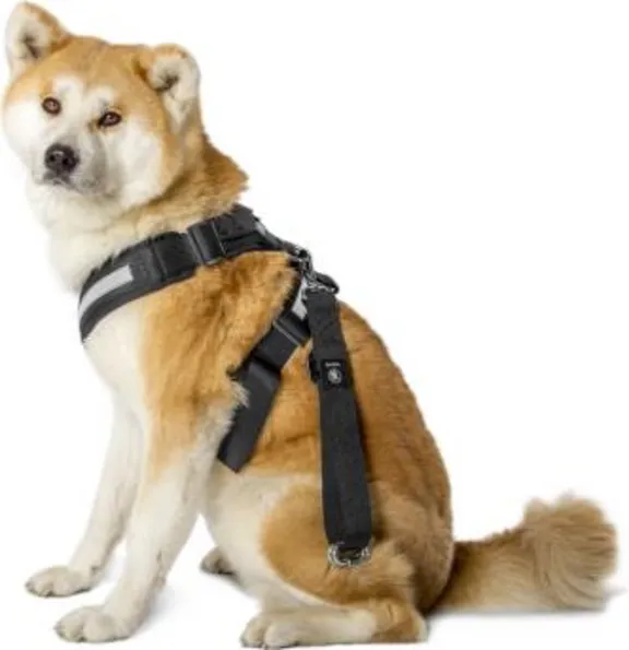 Ceinture de sécurité pour chien - XL